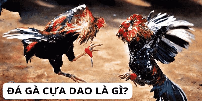 đá gà cựa dao