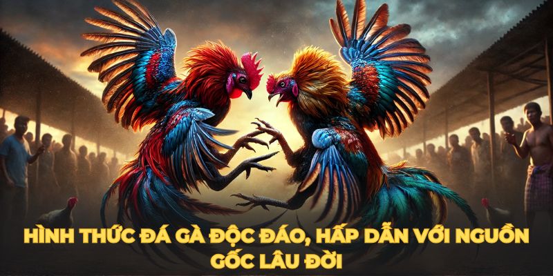 Hình thức đá gà độc đáo, hấp dẫn với nguồn gốc lâu đời