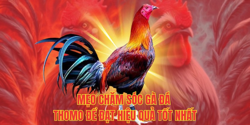 Mẹo chăm sóc gà đá thomo để đạt hiệu quả tốt nhất